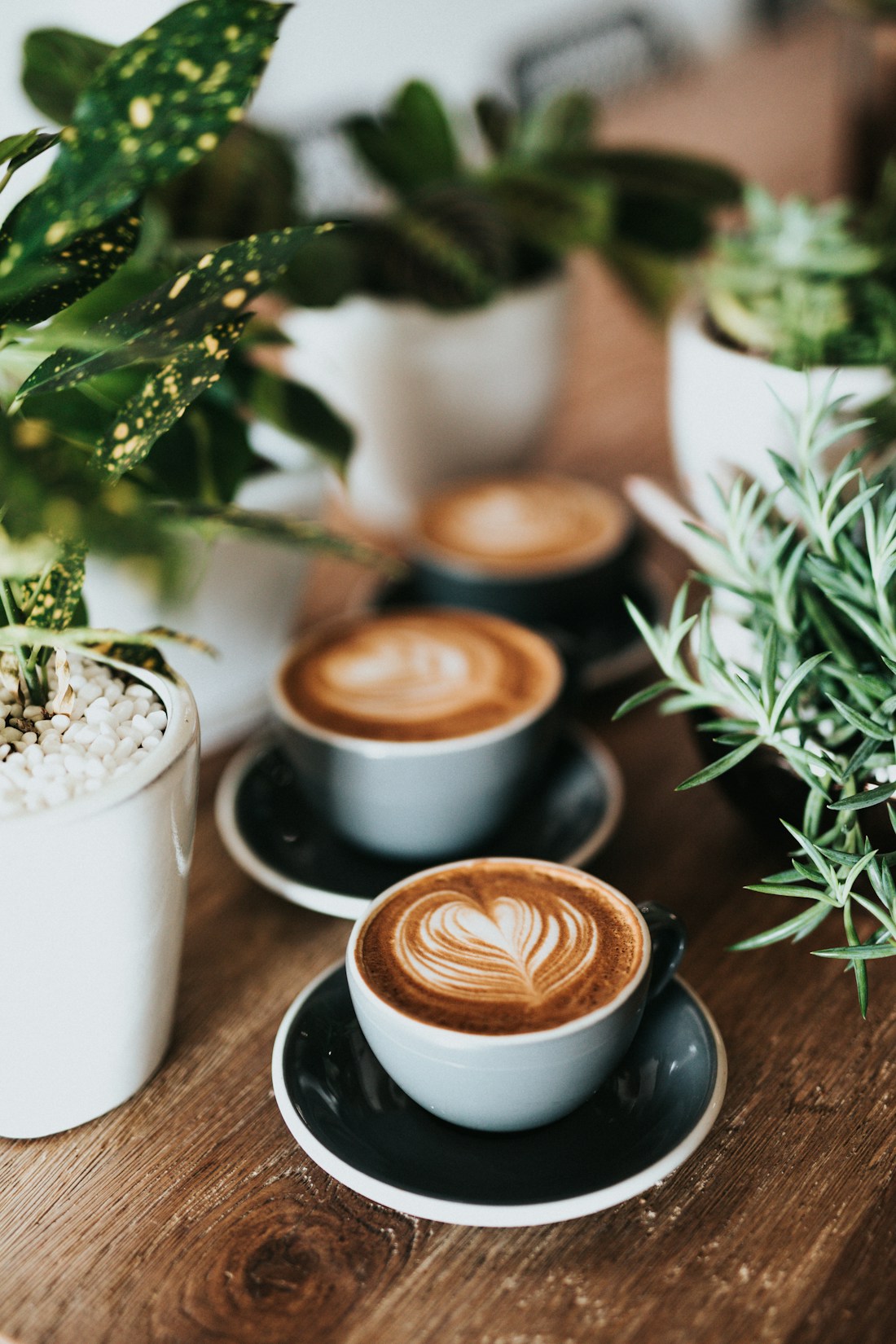 Những ly latte và cây xanh — hình ảnh minh họa cà phê